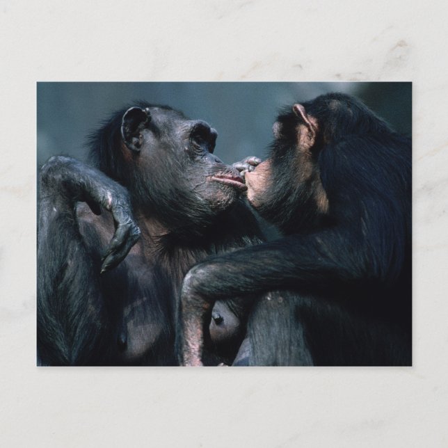 Wildlife Set - Primates 6 Postcard (Front)