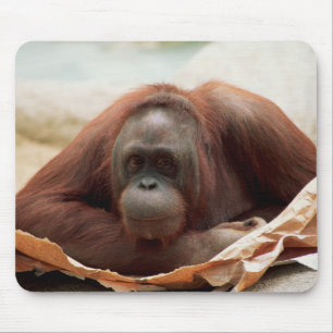 Wildlife Set - Primates 7 Mouse Mat