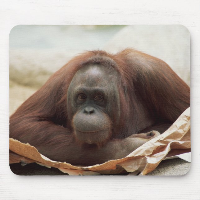 Wildlife Set - Primates 7 Mouse Mat (Front)