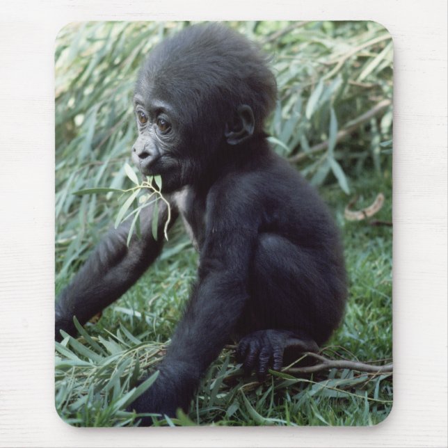 Wildlife Set - Primates 8 Mouse Mat (Front)