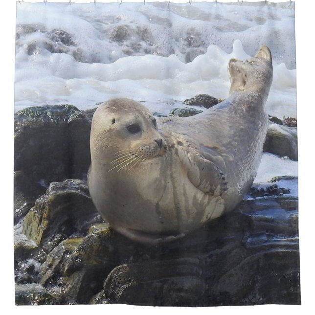 Wildlife shower curtain, harbour seal, marine life shower curtain (Front)
