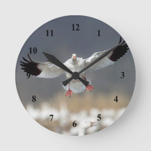 Wildlife Snow Goose Photo Round Clock