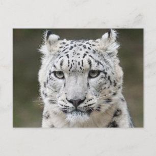 Wildlife Snow Leopard Closeup Face Postcard
