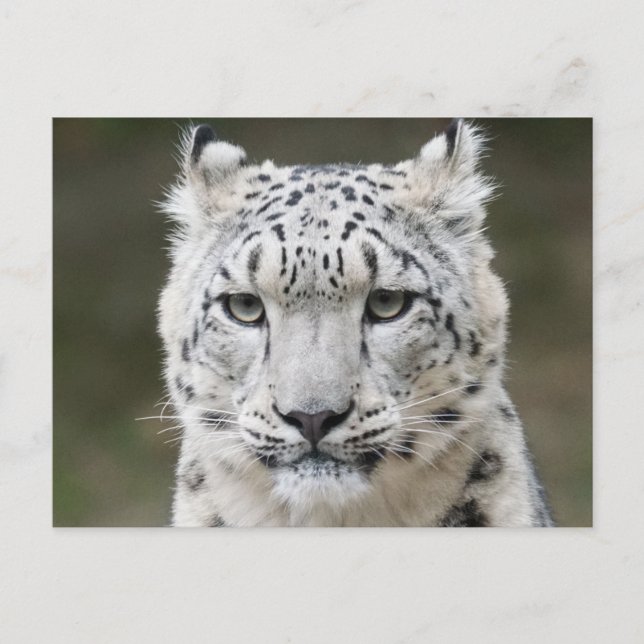 Wildlife Snow Leopard Closeup Face  Postcard (Front)