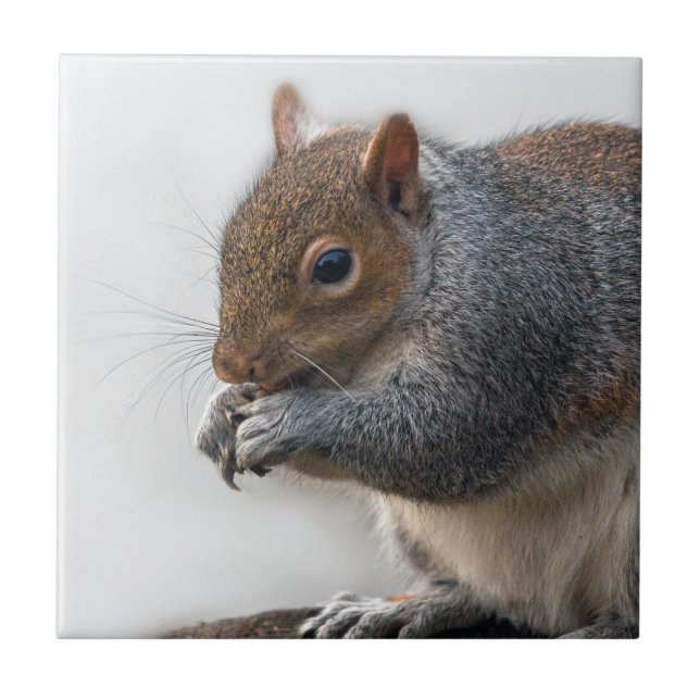 wildlife  Squirrel Tile (Front)