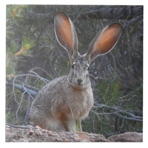 Wildlife tile, ceramic, rabbits, jackrabbit tile