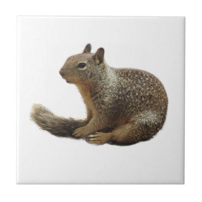Wildlife tile, ceramic, wild animals, squirrel tile (Front)