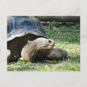 Wildlife Tortoise Photo Postcard