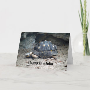 Wildlife Tortoise Reptile Photo Birthday Card