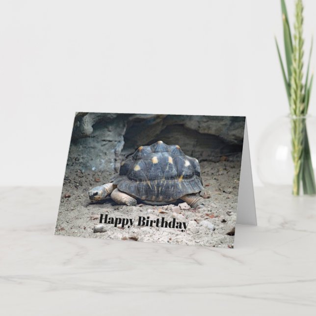 Wildlife Tortoise Reptile Photo Birthday Card (Front)