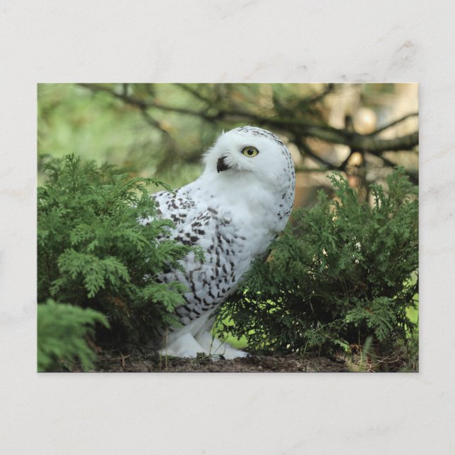 Wildlife White Owl Photo Postcard (Front)