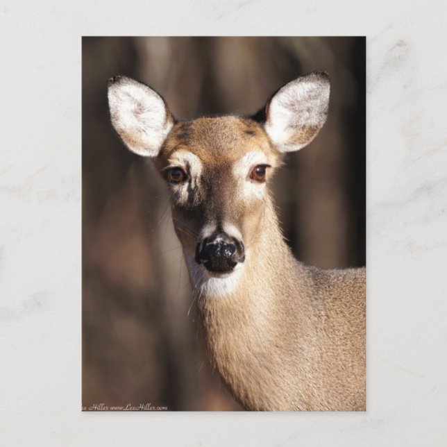Wildlife Whitetail Deer Doe Portrait Postcard (Front)