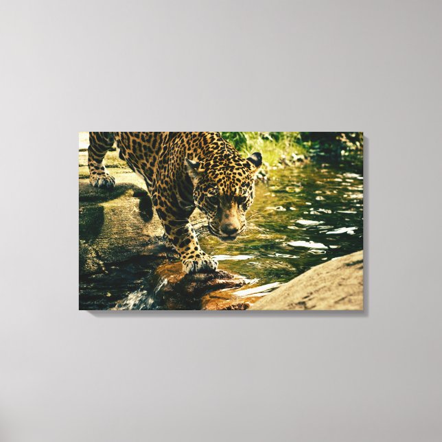 Wildlife Wildcat Animal Leopard Nature Canvas Print (Front)