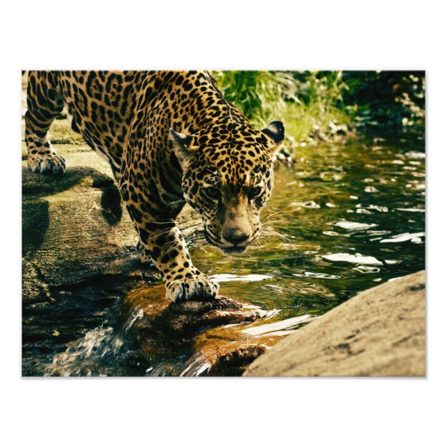 Wildlife Wildcat Animal Leopard Nature Photo Print (Front)