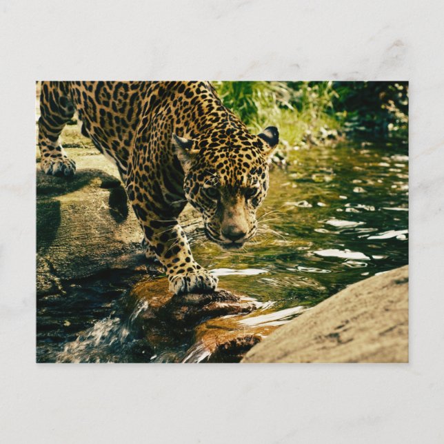 Wildlife Wildcat Animal Leopard Nature Postcard (Front)