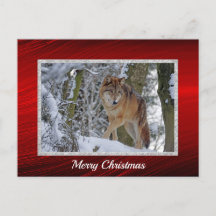 Wildlife Wolf Snow Photo Christmas