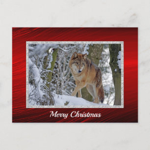 Wildlife Wolf Snow Photo Christmas Postcard