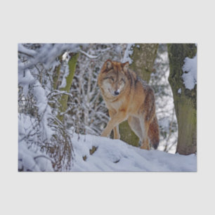 Wildlife Wolf Snow Photo Tissue Paper