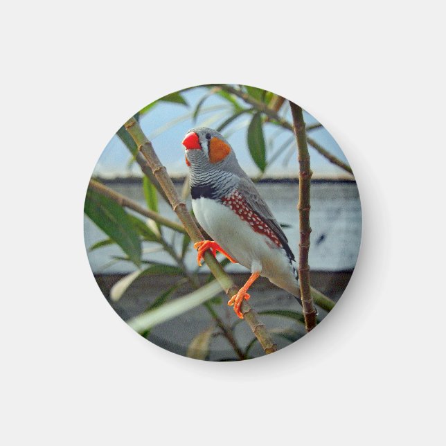 Wildlife Zebra Finch Photo Magnet (Front)
