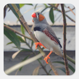 Wildlife Zebra Finch Photo Square Sticker