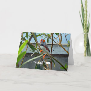 Wildlife Zebra Finch Thank You Card
