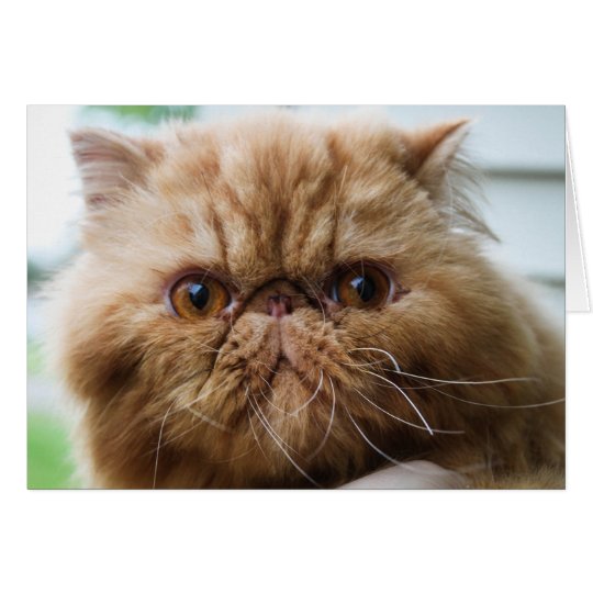 Wilford Up Close and Personal Card