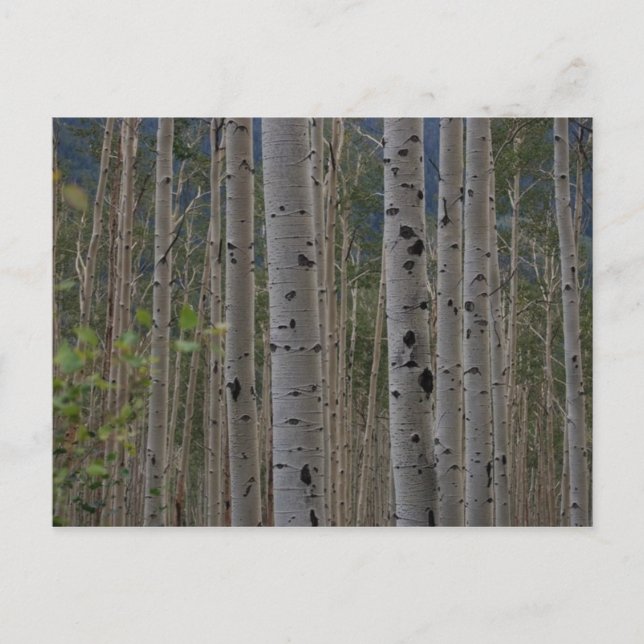 Will B Free Signature Post Cards (Front)