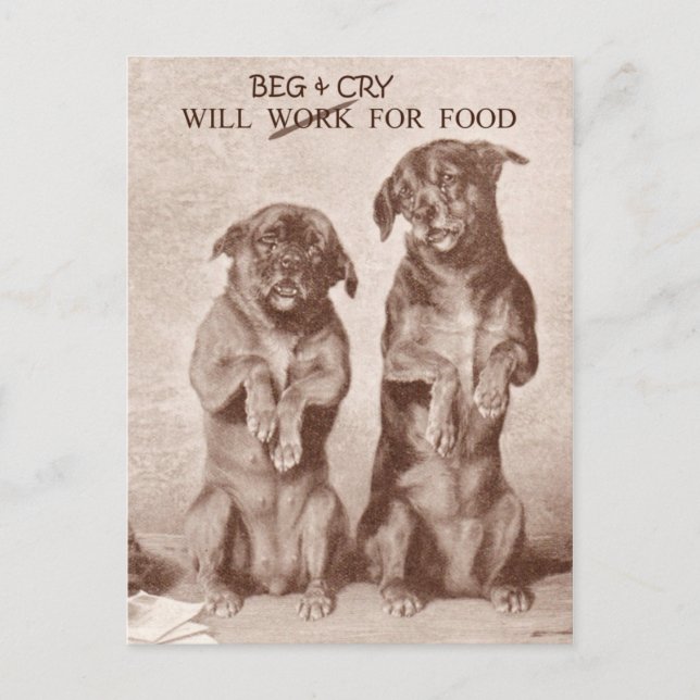 Will Beg & Cry for Food Postcard (Front)
