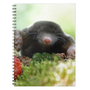 'Will you marry me?' Notebook