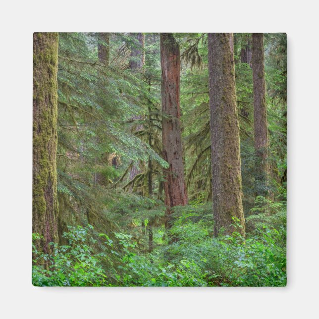 Willamette National Forest | Oregon Magnet (Front)
