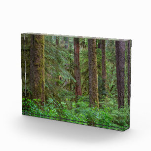 Willamette National Forest Oregon Photo Block