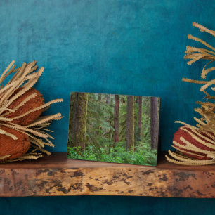 Willamette National Forest   Oregon Plaque