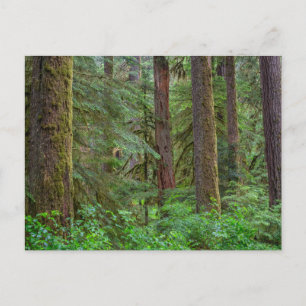 Willamette National Forest   Oregon Postcard