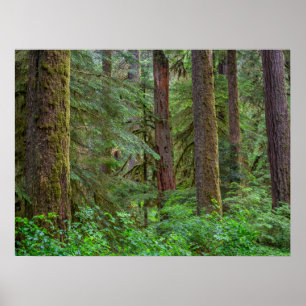 Willamette National Forest   Oregon Poster