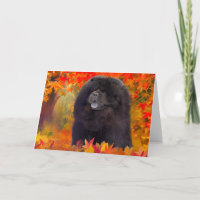 WILLEM ART CARDS