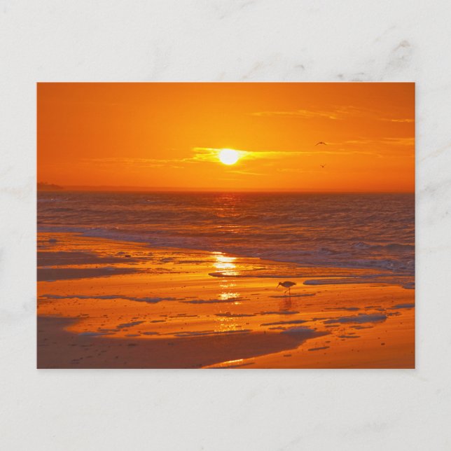Willet on a Florida Beach at Dawn Postcard (Front)