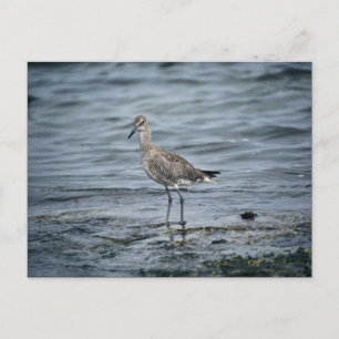 Willet Postcard
