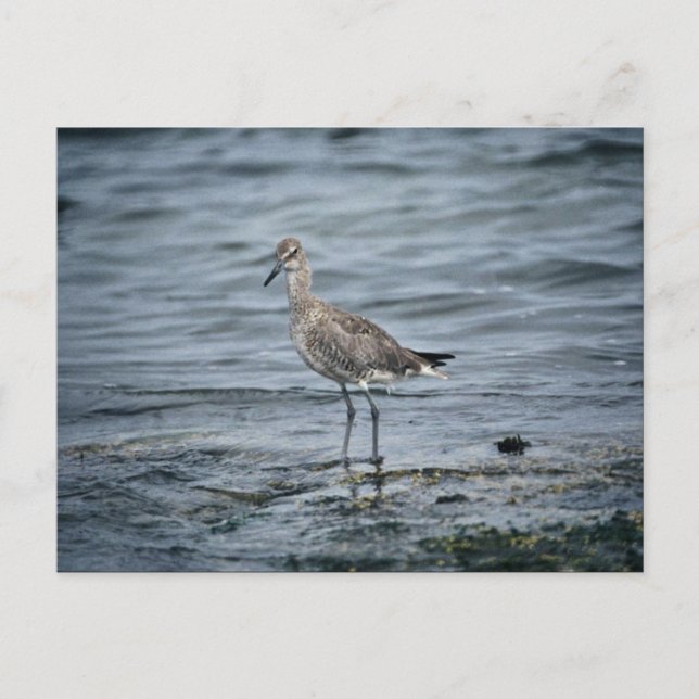 Willet Postcard (Front)