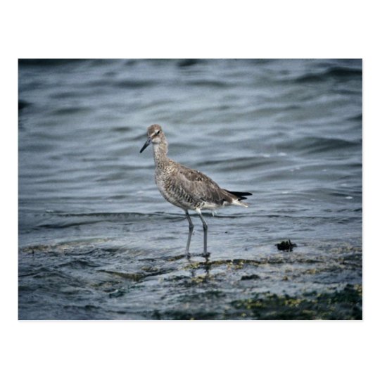 Willet Postcard