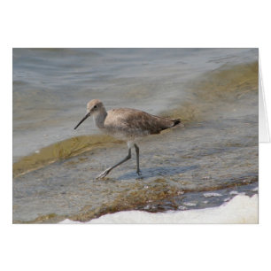 Willet Walking