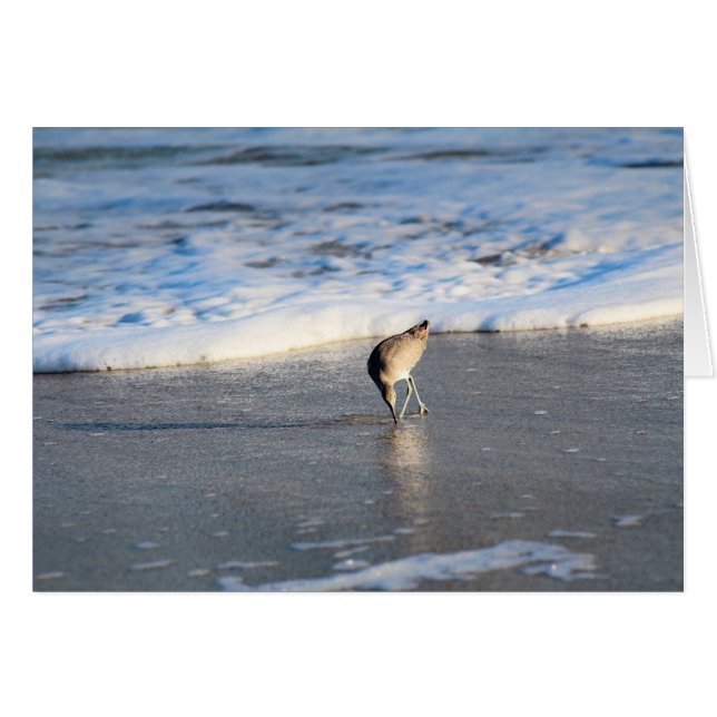 Willet's Interesting Find (Front Horizontal)