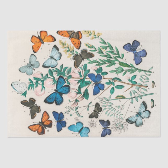 William Kirby | European Butterflies and Moths ... Tissue Paper (Front)