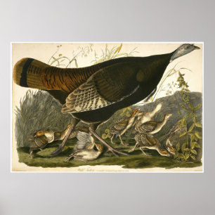 William Lizars Wild Turkey  Poster