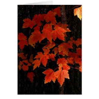 William O'Brien maple leaves