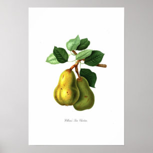 Williams Bon Chretien pear Poster