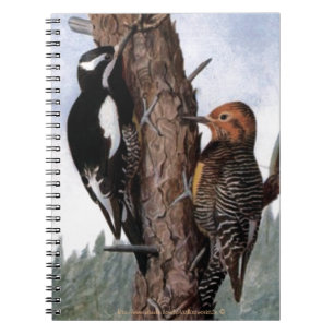 "Williamson's Sapsucker's" Notebook