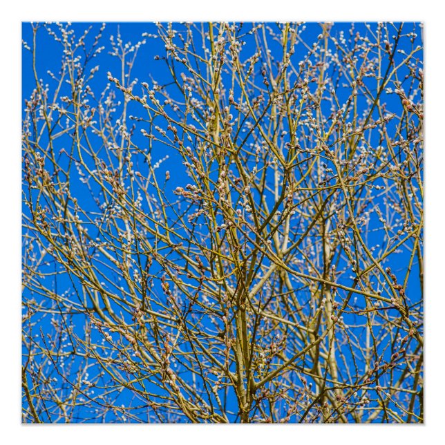 Willow buds - Morning Of Spring Poster (Front)