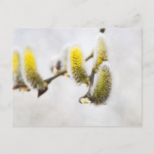 Willow Catkins - Silver World Postcard