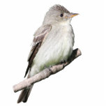 Willow Flycatcher Photo Sculpture Magnet<br><div class="desc">An image of a Willow Flycatcher</div>