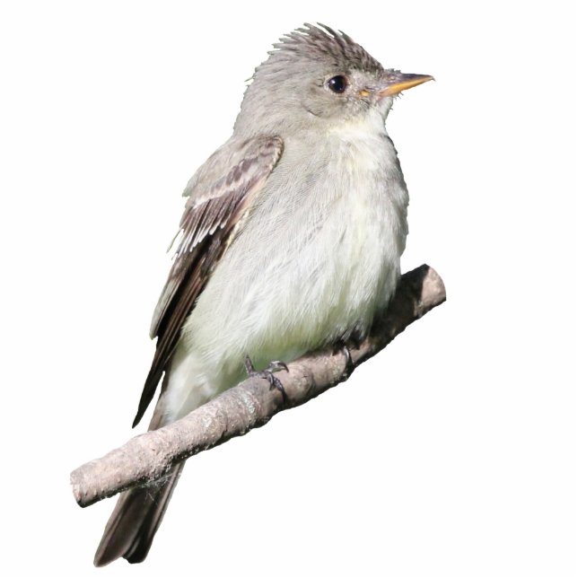 Willow Flycatcher Photo Sculpture Magnet (Front)